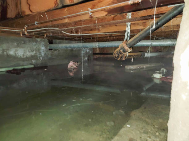 Best Professional water damage repair  in Chagrin Falls, OH